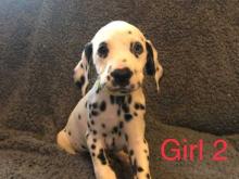 Puppies for sale dalmatian - Portugal, Braga. Price 12 €