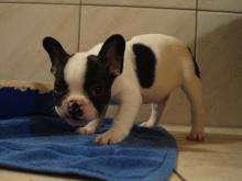 Puppies for sale french bulldog - Belgium, Bruges