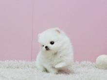 Puppies for sale pomeranian spitz - Spain, Barcelona
