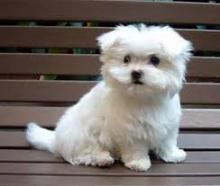 Puppies for sale maltese - Cyprus, Ayia Napa