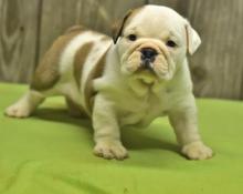 Puppies for sale english bulldog - Slovenia, Shabatts