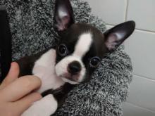 Puppies for sale boston terrier - Germany, Duisburg
