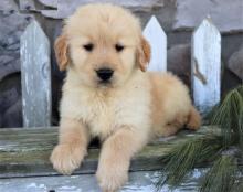 Puppies for sale golden retriever - USA, Virgin Islands