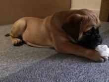 Puppies for sale bullmastiff - Greece, Thessaloniki. Price 33 €