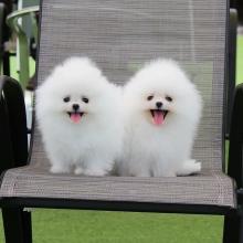 Puppies for sale pomeranian spitz - Czech Republic, Olomouc