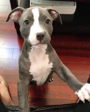 Puppies for sale other breed - Germany, Gelsenkirchen