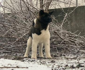 Продам щенка Акита, акита-ину - Украина, Днепропетровск. Цена 1000 долларов