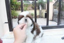 Puppies for sale shih tzu - Poland, Warsaw