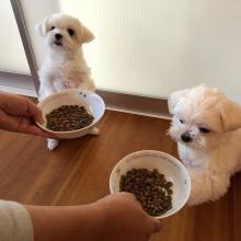 Puppies for sale maltese - Czech Republic, Brno. Price 350 €