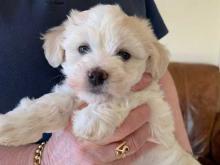 Puppies for sale havanese - Hungary, Pech. Price 10 €