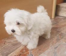 Puppies for sale maltese - Luxembourg, Luxembourg