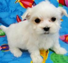 Puppies for sale maltese - Poland, Chorzow