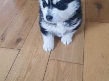 Puppies for sale haski - Denmark, Aarhus. Price 32 €