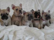 Puppies for sale french bulldog - Czech Republic, Brno. Price 10 €