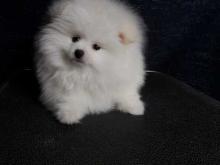 Puppies for sale pomeranian spitz - Denmark, Aarhus. Price 55 €
