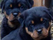 Puppies for sale rottweiler - Cyprus, Ayia Napa. Price 10 €