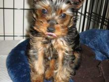 Puppies for sale yorkshire terrier - Denmark, Aarhus. Price 22 €