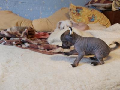 Продам щенка Китайская хохлатая собака - Беларусь, Молодечно. Цена 100 долларов