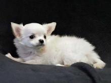 Puppies for sale chihuahua - France, Paris. Price 62 €