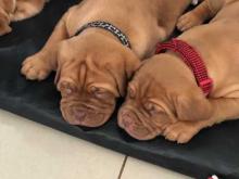Puppies for sale , dogue de bordeaux dogs - Finland, Helsinki