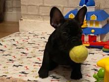 Puppies for sale french bulldog - Cyprus, Ayia Napa. Price 32 €