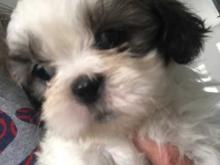 Puppies for sale shih tzu - Finland, Helsinki. Price 10 €
