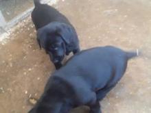 Puppies for sale labrador - France, Paris. Price 21 €