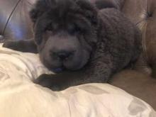 Puppies for sale shar pei - Ireland, Dublin. Price 32 €