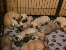 Puppies for sale bullmastiff - Ireland, Dublin. Price 21 €