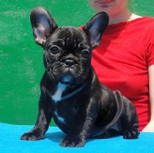 Puppies for sale french bulldog - France, Nantes