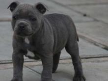 Puppies for sale staffordshire bull terrier - Ireland, Dublin. Price 10 €