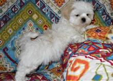 Puppies for sale shih tzu - Romania, Bucharest. Price 32 €
