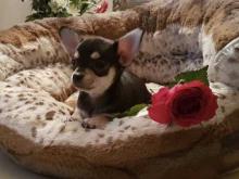 Puppies for sale chihuahua - Finland, Kotka. Price 32 €