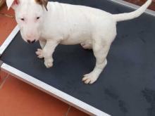 Puppies for sale bull terrier - Finland, Helsinki. Price 22 €