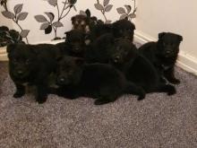 Puppies for sale german shepherd dog - Finland, Helsinki. Price 21 €