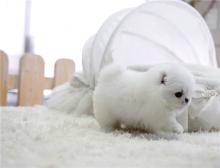 Puppies for sale pomeranian spitz - Germany, Nuremberg