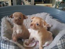 Puppies for sale chihuahua - Poland, Torun. Price 33 €