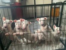 Puppies for sale bull terrier - Belgium, Brussels. Price 155 €