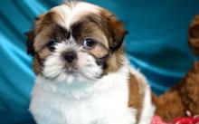 Puppies for sale shih tzu - Ireland, Dublin. Price 32 €