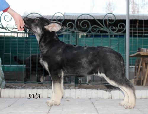 Продам щенка Восточноевропейская овчарка - Киргизия, Бишкек. Цена 300 долларов