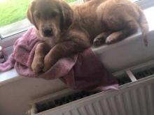 Puppies for sale golden retriever - Czech Republic, Brno. Price 10 €