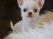 Puppies for sale chihuahua - Czech Republic, Brno. Price 32 €