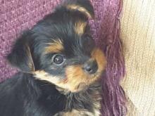 Puppies for sale yorkshire terrier - Poland, Tarnow. Price 21 €