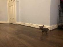 Puppies for sale chihuahua - Czech Republic, Prague. Price 21 €