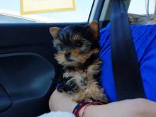 Puppies for sale yorkshire terrier - Czech Republic, Brno. Price 32 €