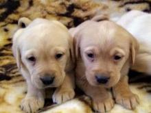 Puppies for sale labrador - Finland, Helsinki. Price 32 €