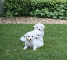 Puppies for sale bichon - Sweden, Goteborg