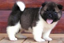 Puppies for sale akita - Sweden, Goteborg