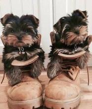 Puppies for sale yorkshire terrier - Sweden, Goteborg