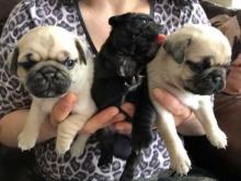 Puppies for sale pug - Greece, Athens. Price 32 €